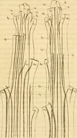 An illustration from Das Mikroskop, Theorie und Anwendung desselben (1867)