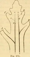 An illustration from Das Mikroskop, Theorie und Anwendung desselben (1867)