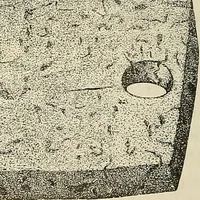 An illustration from Das mikroskop : Theorie, gebrauch, geschichte und gegenwärtiger zustand desselben (1866)
