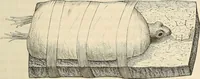 An illustration from Das mikroskop : Theorie, gebrauch, geschichte und gegenwärtiger zustand desselben (1866)
