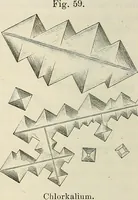 An illustration from Das mikroskop : Theorie, gebrauch, geschichte und gegenwärtiger zustand desselben (1866)