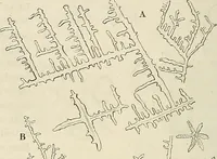 An illustration from Das mikroskop : Theorie, gebrauch, geschichte und gegenwärtiger zustand desselben (1866)