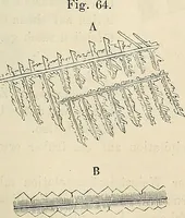 An illustration from Das mikroskop : Theorie, gebrauch, geschichte und gegenwärtiger zustand desselben (1866)