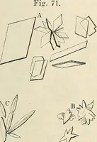 An illustration from Das mikroskop : Theorie, gebrauch, geschichte und gegenwärtiger zustand desselben (1866)