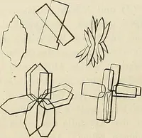 An illustration from Das mikroskop : Theorie, gebrauch, geschichte und gegenwärtiger zustand desselben (1866)