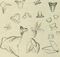 An illustration from Das mikroskop : Theorie, gebrauch, geschichte und gegenwärtiger zustand desselben (1866)