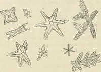 An illustration from Das mikroskop : Theorie, gebrauch, geschichte und gegenwärtiger zustand desselben (1866)