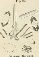 Picture 115 of 290 from Das mikroskop : Theorie, gebrauch, geschichte und gegenwärtiger zustand desselben (1866), leaf 561