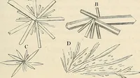 An illustration from Das mikroskop : Theorie, gebrauch, geschichte und gegenwärtiger zustand desselben (1866)
