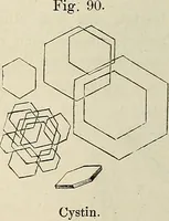 An illustration from Das mikroskop : Theorie, gebrauch, geschichte und gegenwärtiger zustand desselben (1866)