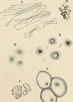 An illustration from Das mikroskop : Theorie, gebrauch, geschichte und gegenwärtiger zustand desselben (1866)