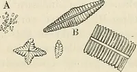 An illustration from Das mikroskop : Theorie, gebrauch, geschichte und gegenwärtiger zustand desselben (1866)