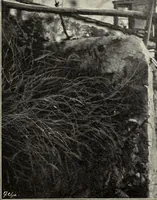 An illustration from Das moderne Landhaus : ein Beitrag zur neuen Baukunst (1905)