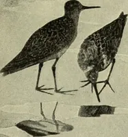 An illustration from Das Porzellan (1902)