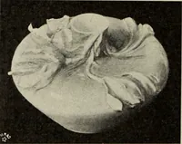 An illustration from Das Porzellan (1902)