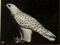 An illustration from Das Porzellan (1902)