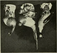 An illustration from Das Porzellan (1902)