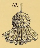Picture 1 of 12 from Das Posamentier-Kunstgewerbe. Gründliche Anleitung zur Herstellung sämmtlicher Möbelposamenten. Praktisches Lehrbuch mit 100 Erläuternden Zeichnungen und Illustrationen im Text und 4 lithographirten Tafeln. Bezugsquellen-Addressbuch (1894), leaf 50