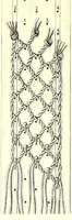 An illustration from Das Spitzenklöppeln (1898)
