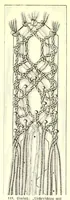 Picture 7 of 17 from Das Spitzenklöppeln (1898), leaf 41