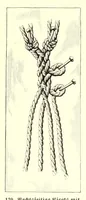 Picture 8 of 17 from Das Spitzenklöppeln (1898), leaf 45