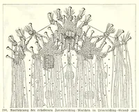 An illustration from Das Spitzenklöppeln (1898)