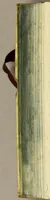 An illustration from Dass wunderbarliche Leben, und vil werther Todt der Ehrwürdigen Schwester Rosa De S. Maria von Lima gebürtig, auss der dritten Regel dess H. Vatters Dominici. : Anfänglich in Lateinischer Sprach Ihro Bäpstliche Heiligkeit Alexandro VII. zugeschriben von Adm. Rdo. & Eximio P. Magistro F. Leonardo Hansen, Ord. Praed. Provinciali Angliae & Socio reverendissimi P. Magistri Generalis: anjetzo aber zu Trost allen frommen Seelen (1667)