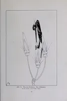 Picture 2 of 6 from Das Teuflische und Groteske in der Kunst (1911), leaf 27