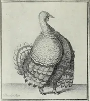 Picture 261 of 473 from Das Weib in der Karikatur Frankreichs : mit 448 Textillustrationen und 72 farbigen Kunstblättern nach seltenen und amüsanten französischen Karikaturen aus allen Zeitepochen (1907), leaf 412