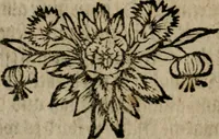 An illustration from David Beuthers Universal und Particularia : worin die Verwandelung geringer Metalle in Gold und Silber klahr und deutlich gelehret wird : nebst einem Anhange von unvergleichlich curieusen Alchymischen Kupffern, darin die Kunst von Anfang bis zum Ende vorgemahlet ist : und einer Vorrede von Beuthers Person und Schrifften Dr. Joh. Christoph Sprögels .. (1718)