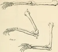 An illustration from A treatise on painting (1835)
