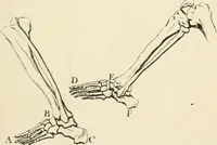 An illustration from A treatise on painting (1835)