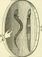 An illustration from Davis's manual of magnetism : including galvanism, magnetism, electro-magnetism, electro-dynamics, magneto-electricity, and thermo-electricity (1854)