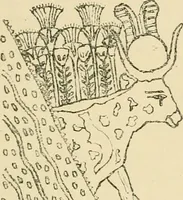 An illustration from The dawn of astronomy; a study of the temple-worship and mythology of the ancient Egyptians (1894)