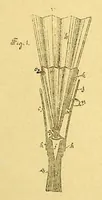 An illustration from Laesecke - Paint brush with paint feed, German Patent 50125 of 1889 (1889)