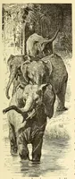 Picture 3 of 11 from De Angola á contra-costa; descripção de uma viagem atravez do continente africano .. (1886), leaf 223