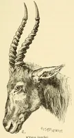 An illustration from De Angola á contra-costa; descripção de uma viagem atravez do continente africano .. (1886)
