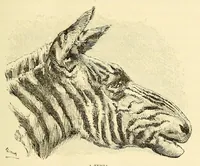 Picture 9 of 11 from De Angola á contra-costa; descripção de uma viagem atravez do continente africano .. (1886), leaf 415