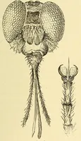 An illustration from De Angola á contra-costa; descripção de uma viagem atravez do continente africano .. (1886)