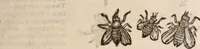 An illustration from De animalibus insectis libri septem : cum singulorum iconibus ad viuum expressis / autore Ulysse Aldrovando ... ; ad sereniss: Franc. Mariam Secundum ... (1602)