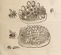 An illustration from De animalibus insectis libri septem : cum singulorum iconibus ad viuum expressis / autore Ulysse Aldrovando ... ; ad sereniss: Franc. Mariam Secundum ... (1602)