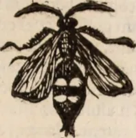 Picture 87 of 515 from De animalibus insectis libri septem : cum singulorum iconibus ad viuum expressis / autore Ulysse Aldrovando ... ; ad sereniss: Franc. Mariam Secundum ... (1602), leaf 218