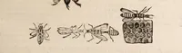 An illustration from De animalibus insectis libri septem : cum singulorum iconibus ad viuum expressis / autore Ulysse Aldrovando ... ; ad sereniss: Franc. Mariam Secundum ... (1602)