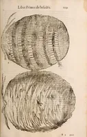 An illustration from De animalibus insectis libri septem : cum singulorum iconibus ad viuum expressis / autore Ulysse Aldrovando ... ; ad sereniss: Franc. Mariam Secundum ... (1602)