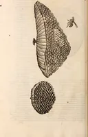 An illustration from De animalibus insectis libri septem : cum singulorum iconibus ad viuum expressis / autore Ulysse Aldrovando ... ; ad sereniss: Franc. Mariam Secundum ... (1602)