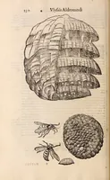 An illustration from De animalibus insectis libri septem : cum singulorum iconibus ad viuum expressis / autore Ulysse Aldrovando ... ; ad sereniss: Franc. Mariam Secundum ... (1602)