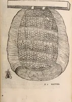 An illustration from De animalibus insectis libri septem : cum singulorum iconibus ad viuum expressis / autore Ulysse Aldrovando ... ; ad sereniss: Franc. Mariam Secundum ... (1602)