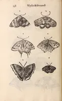 An illustration from De animalibus insectis libri septem : cum singulorum iconibus ad viuum expressis / autore Ulysse Aldrovando ... ; ad sereniss: Franc. Mariam Secundum ... (1602)