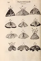 An illustration from De animalibus insectis libri septem : cum singulorum iconibus ad viuum expressis / autore Ulysse Aldrovando ... ; ad sereniss: Franc. Mariam Secundum ... (1602)
