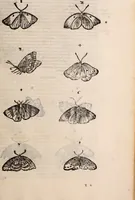 An illustration from De animalibus insectis libri septem : cum singulorum iconibus ad viuum expressis / autore Ulysse Aldrovando ... ; ad sereniss: Franc. Mariam Secundum ... (1602)